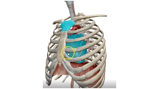 The Mediastinum 3D  Dr Ahmed Farid [upl. by Bernadina]