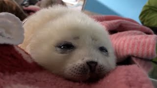 Baby Seal Falling Asleep [upl. by Neillij992]