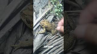 🐸👌Boing boing Look at the frog catch by my hand for fun short funny [upl. by Irafat528]