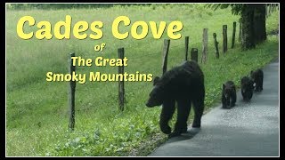 Cades Cove of The Great Smoky Mountains [upl. by Ariay961]