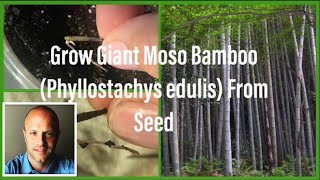 How to Sprout Lots of Moso Bamboo From Seeds Phyllostachys edulis [upl. by Eillib]