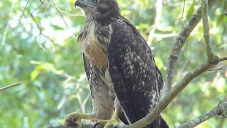 Redtailed Hawk Fledgling [upl. by Ydarg821]