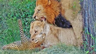 Lioness Catches Leopard While Male Tries His Luck With Her [upl. by Pathe]