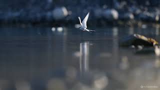 Arctic Terns [upl. by Nauqet]