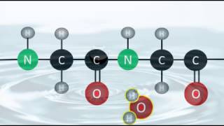 Bioquímica  Reacciones de hidrólisis y condensación [upl. by Nhguavoj]