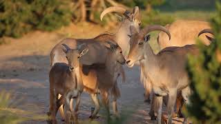 Aoudad for identification [upl. by Lewse]