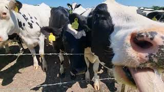 Curious Cows At Middle Farm in Cheriton Hampshire [upl. by Alleram962]