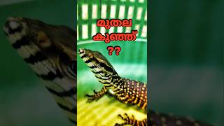 എന്തു ഭംഗിയാ ഇവനെ കാണാൻ 🦎  Rescued monitor lizard hatchling urbanwildlife reptiles lizards [upl. by Cross]