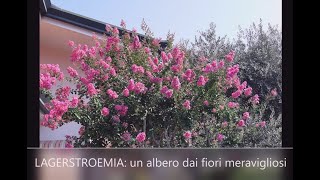 Tutti i consigli per una splendida LAGERSTROEMIA Lillà delle Indie  WampA Gardens orto e giardino [upl. by Ranitta]