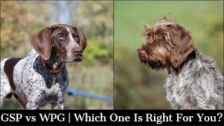 Wire Haired Pointing Griffon vs German Shorthaired Pointer  Which One Is Right For You [upl. by Ahrens148]