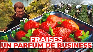 Fraises  un parfum de business [upl. by Nidroj]