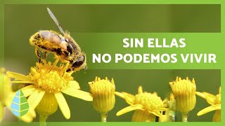 La importancia de las abejas 🐝 ¿Sin ELLAS MORIRÍAMOS ¡DESCÚBRELO [upl. by Amedeo]