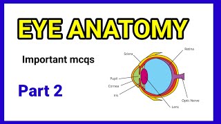 Eye Anatomy  important mcqs part 2  11 to 30 mcqs anaesthesiawithbabar2576 [upl. by Asilam]