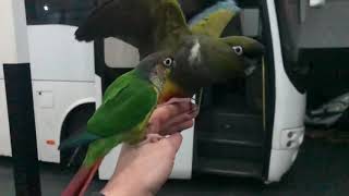 Green cheek vs Patagonian conure [upl. by Myranda]