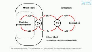 phosphocreatine English  Medical terminology for medical students [upl. by Annert]