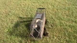 SKUNK trapped and killed without getting sprayed [upl. by Kcirdot974]