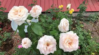 ‘Francis Meilland’ Hybrid Tea Rose [upl. by Ainosal]