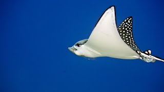 Spotted eagle rays can quotflyquot through the water  Oceana [upl. by Euqcaj]