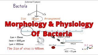 Morphology of bacteria  bacteria morphology classification  Structure Microbiology [upl. by Mcloughlin]