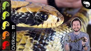 False Water Cobra The Best Pet Snake [upl. by Eelydnarb]