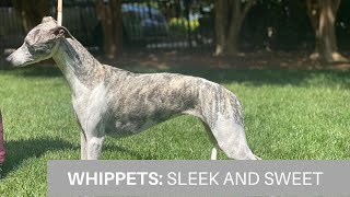 Meet the Whippet [upl. by Ydoow]