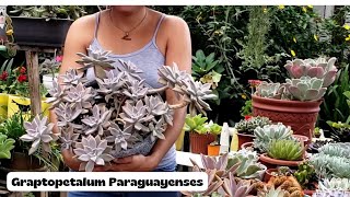 Graptopetalum Paraguayense [upl. by Ahras423]