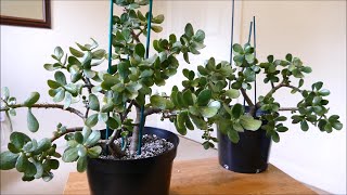 Saving My Jade Plant Cuttings Update [upl. by Adora]