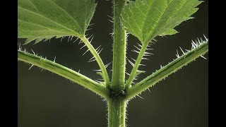 The Benefits of Stinging Nettle Deep Dive [upl. by Yeliab]