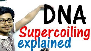 DNA supercoiling explained [upl. by Kali]