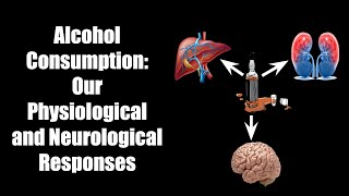 Alcohol Consumption Our Physiological and Neurological Responses [upl. by Enilec]