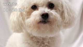 Dogs 101 Bichon Frise [upl. by Erda11]