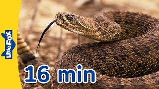 Meet the Animals 16 min  Rattlesnake Spider Cheetah and More  Stories for Kindergarten [upl. by Bensen]