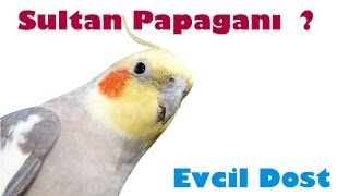 Sultan Papağanı Özellikleri  Papağan türleri [upl. by Birgitta]