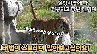 4K완연한 가을날씨에 혼자 출근한 태범이 풀떼기 사이는 왜 계속 비집고 들어가는건데  백두대간수목원  한국호랑이  호랑이숲 [upl. by Pietro]