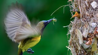 Olive Backed Sunbird Feeding Chicks  The Flying Feeder [upl. by Alejo]