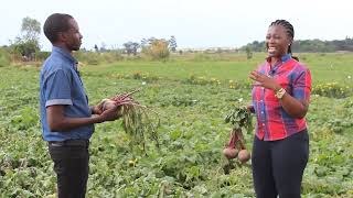 BEETROOT FARMING [upl. by Jeanie]