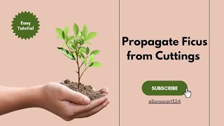 Propagate Ficus from Cuttings for Bonsai  Bonsaiart324 [upl. by Uriah]