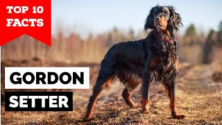 Gordon Setter  Top 10 Facts [upl. by Cyndia169]