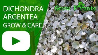 Dichondra argentea  grow and care Silver falls [upl. by Nonregla]