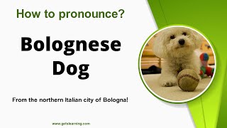 How to pronounce Bolognese Dog Correctly in English [upl. by Leiram]