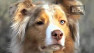 Dogs 101 Australian Shepherd [upl. by Lotti769]