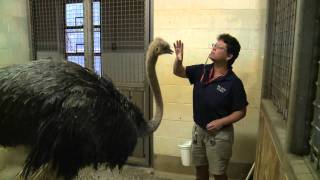 Ostrich TrainingH264Widescreen1280x720mov [upl. by Deckert893]