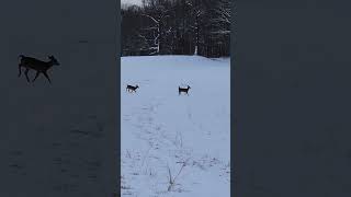 Herd of deer at Caumsett State Park February 2024 b3 [upl. by Lynnelle657]