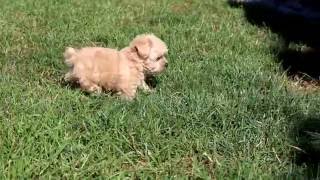 Yorkiepoo Puppies for Sale [upl. by Idola]