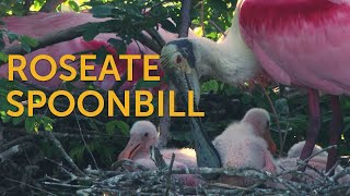 Roseate Spoonbill [upl. by Airakaz]