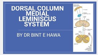 DORSAL COLUMN TractsFasciculus Gracilis and Fasciculus CuneatusNeuroanatomy made easy [upl. by Evannia]