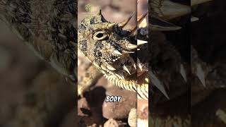 A BIZARRE Defense  Texas Horned Lizard [upl. by Raff257]