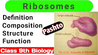 Ribosomes Structure and Function Class 9 in Pashto [upl. by Montagna830]