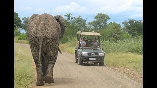 Difference between the Kruger Park and Private Reserves [upl. by Bred]