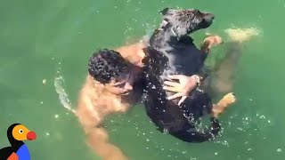 Firefighter Saves Drowning Dog Reunites Him With Family  The Dodo [upl. by Nnylorac]